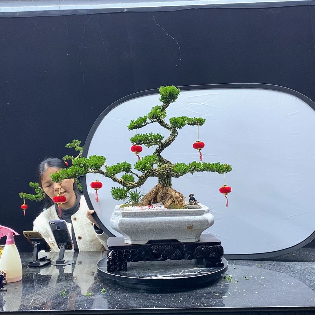 无花朵黄杨盆景艺术