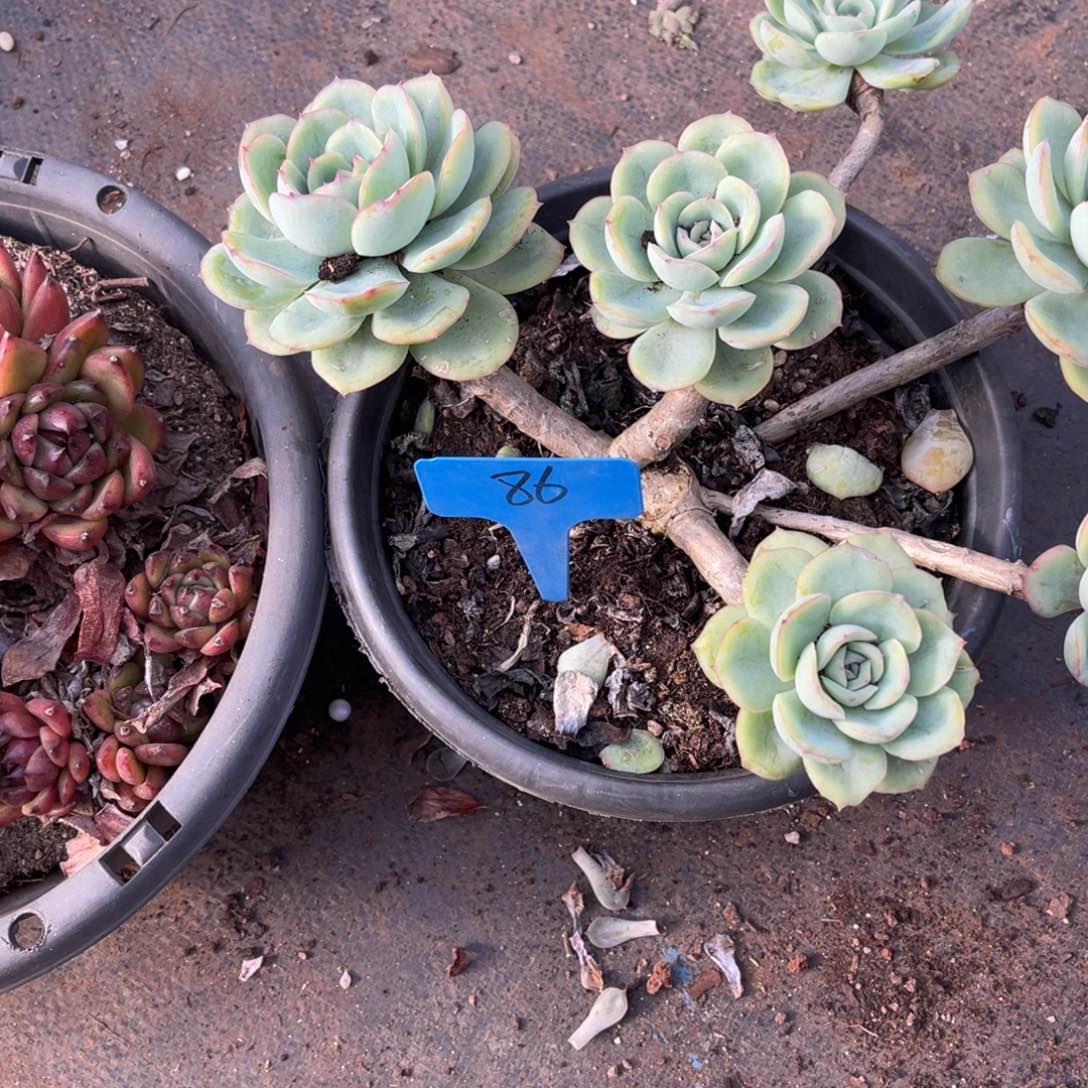 任****?0086呈露多肉植物