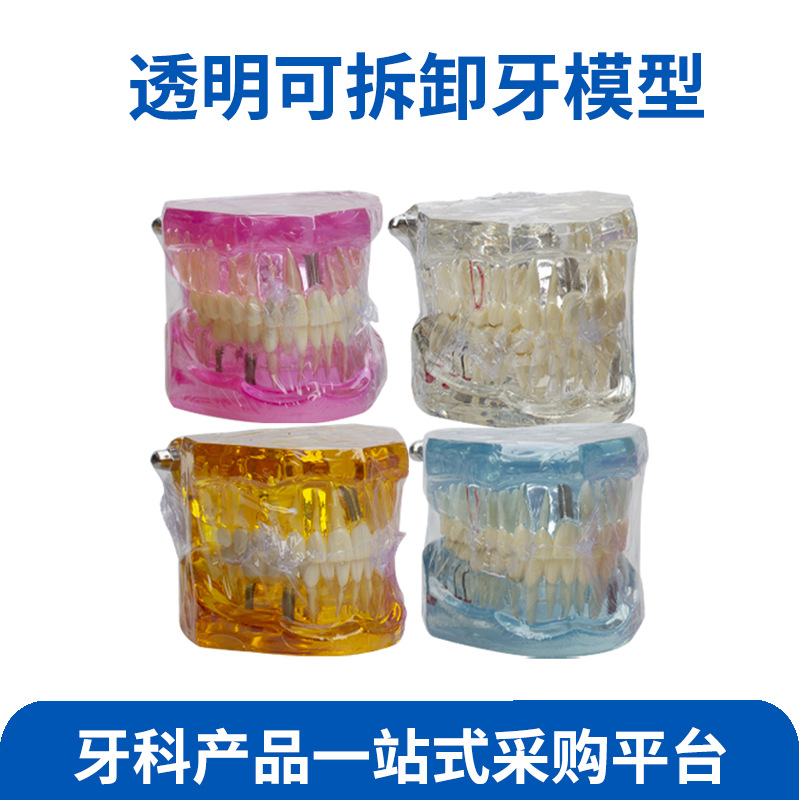 牙齿模型教学医患沟通齿科牙模模具透明儿童可拆卸种植修复模型