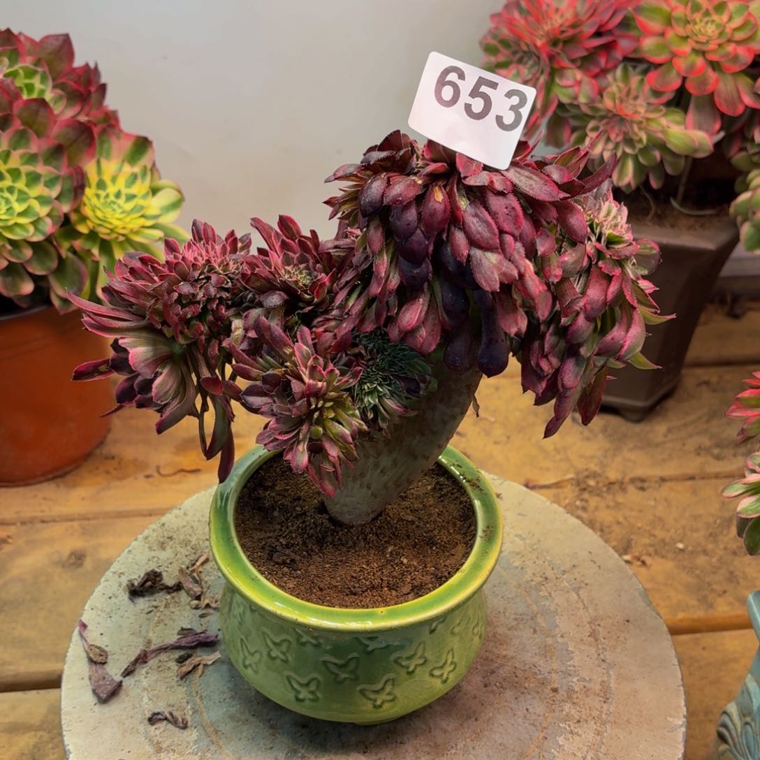 多肉法师水墨画缀653