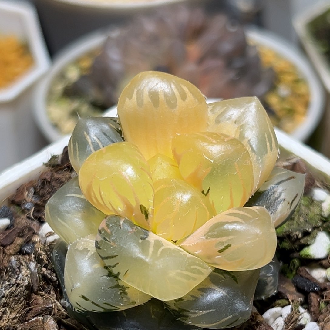 恭喜发财大吉大利170巨大化水中月