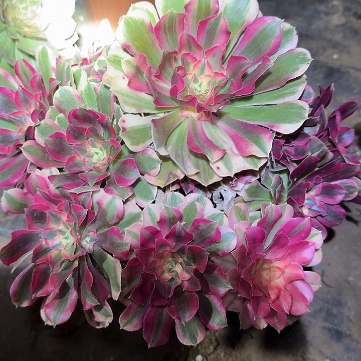 精品妖月捧花亏本福利