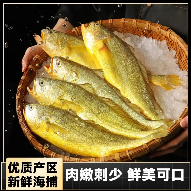 【飞秀水产】大陈岛野化大黄鱼1.3-1.5斤规格原箱9条13斤顺丰冷链