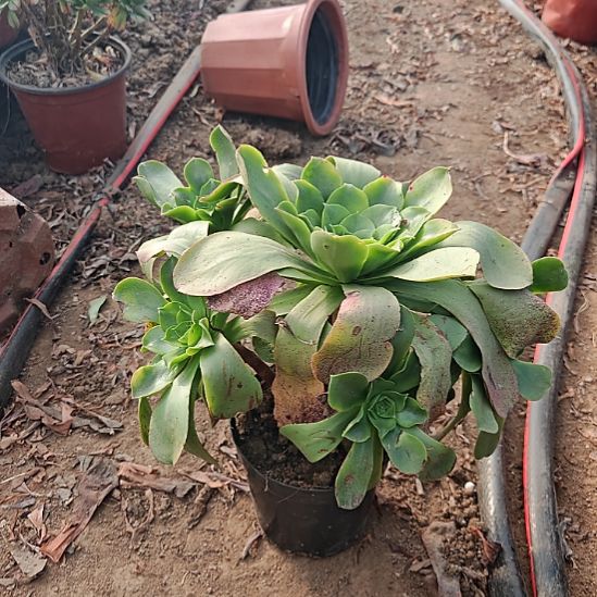 香炉盆法师加急15