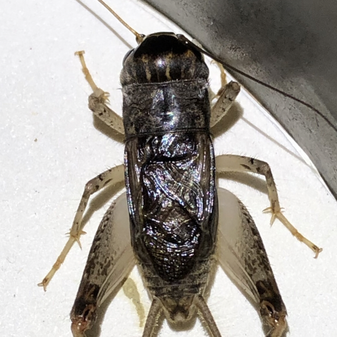 新出精品蟋蟀 口重耐打体力强