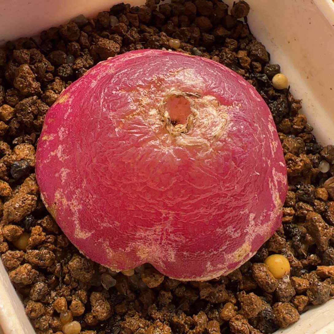 752多肉植物百科