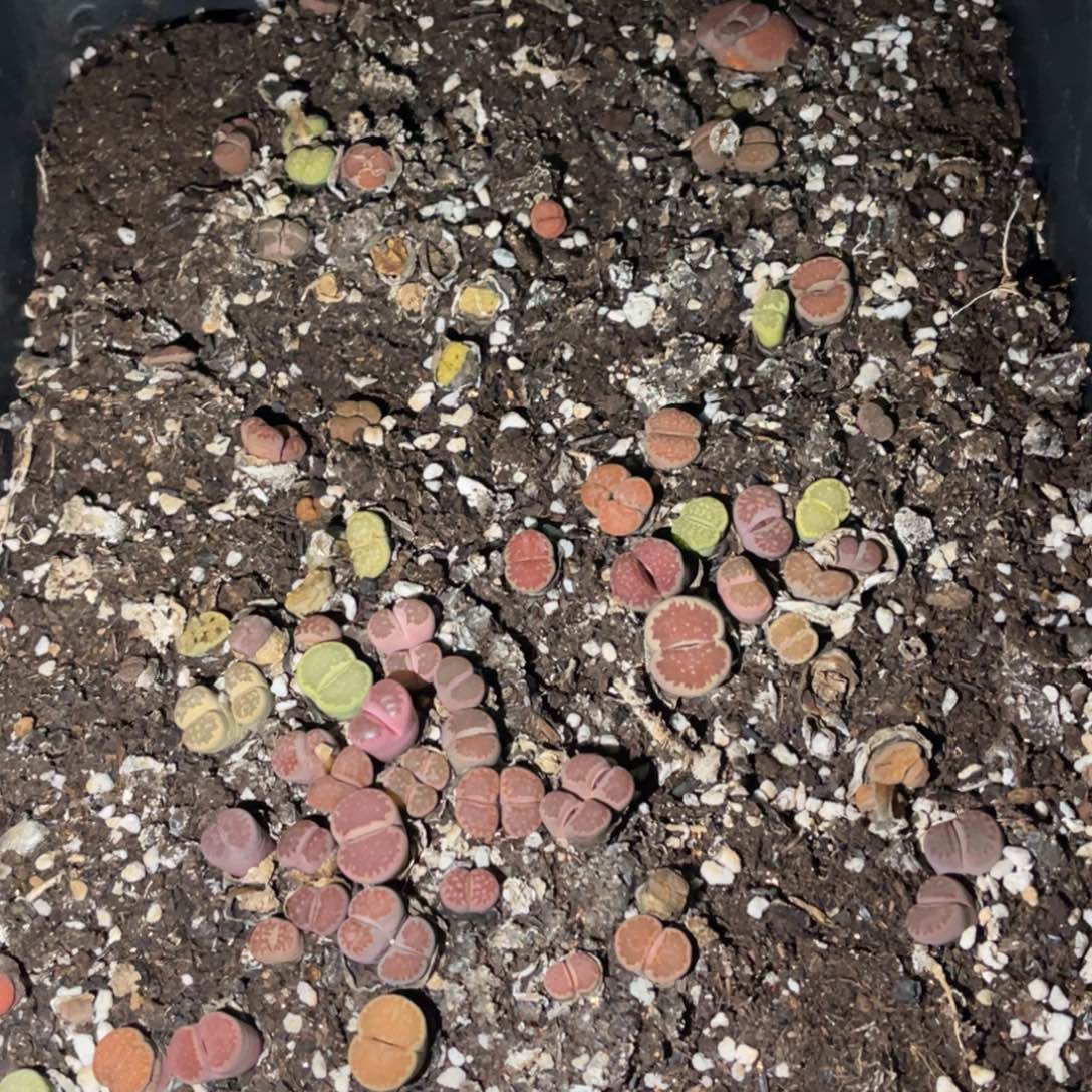 爱***仁7093福利筐1不售后