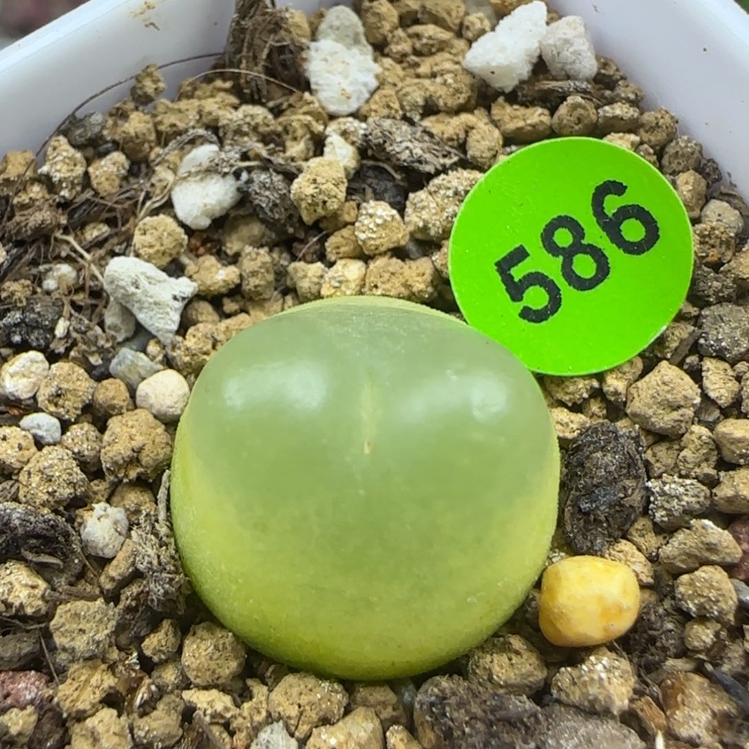 兔耳朵拉登1.6+多肉586