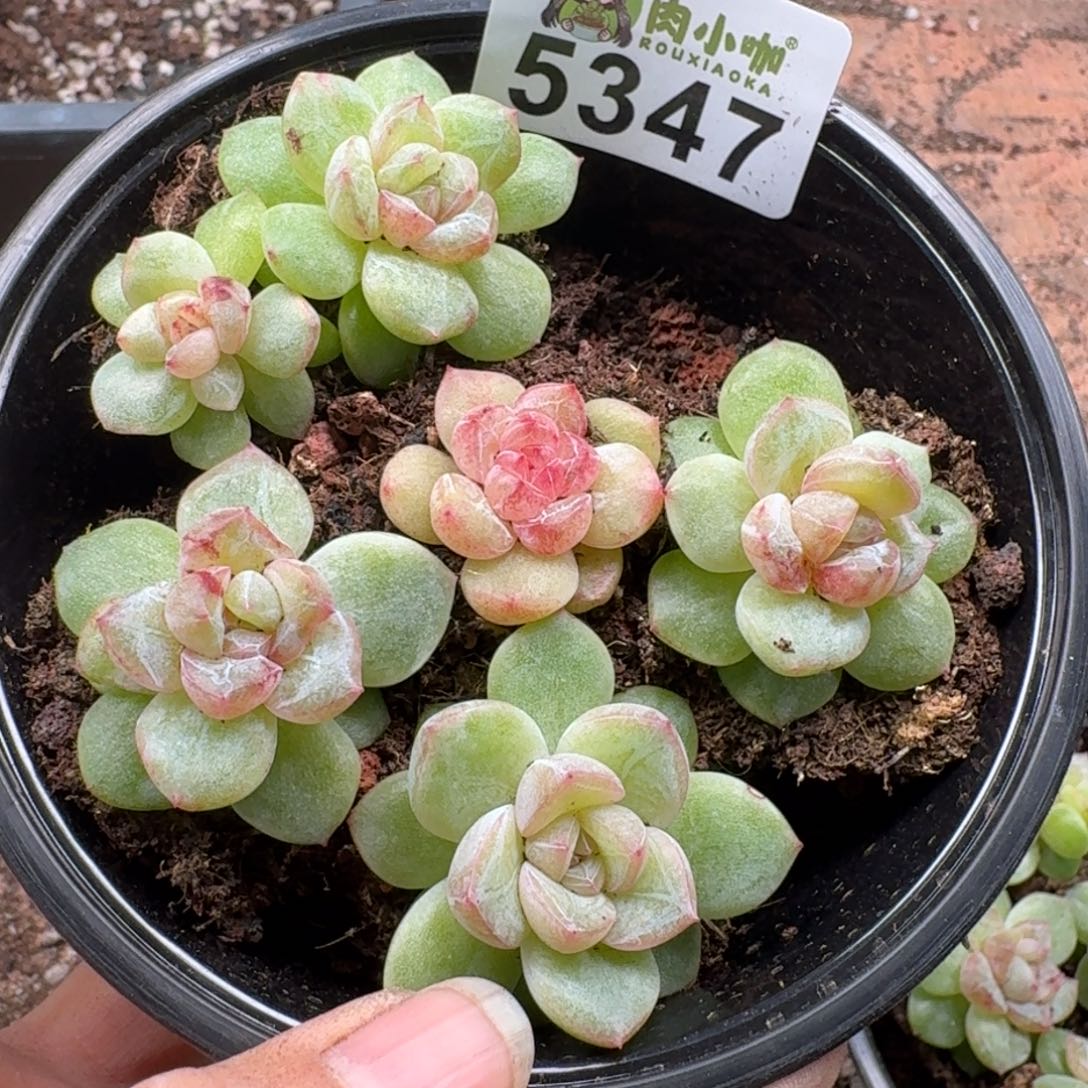 多肉植物多肉植物