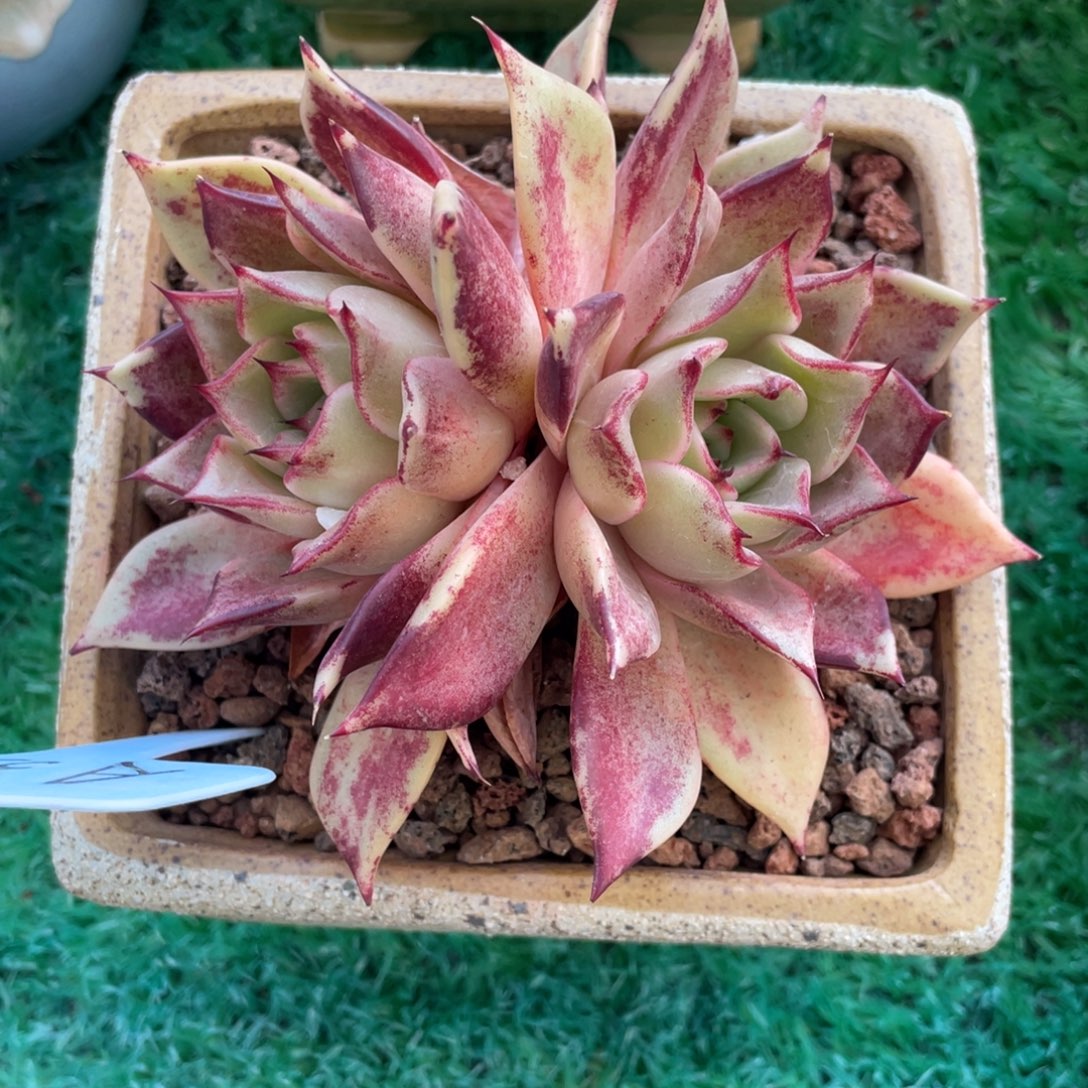 多肉植物盆栽盆栽多肉