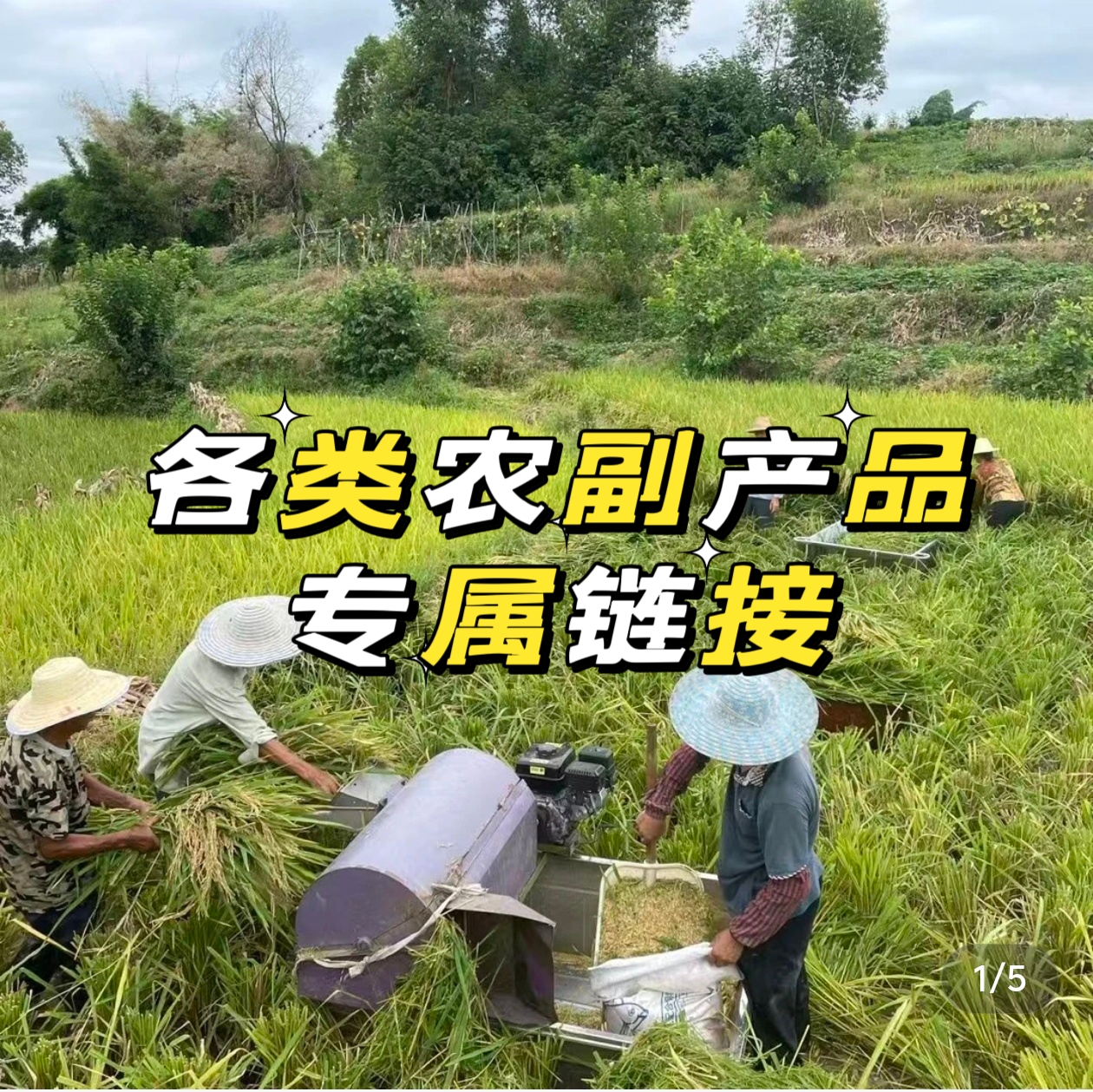 （广西梁哥甄选）农村土特产（时蔬  菜心）