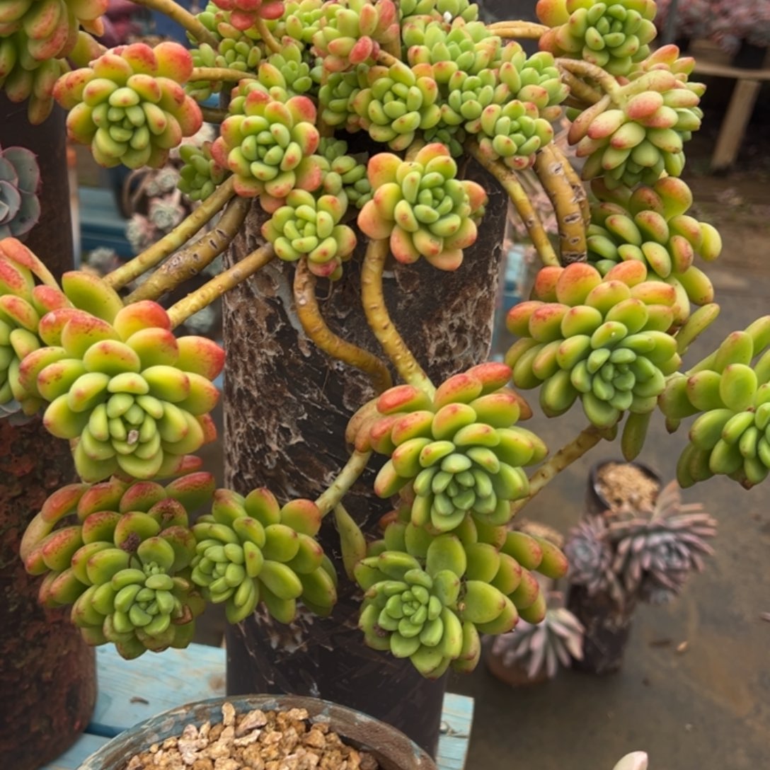 露养老桩香格里拉