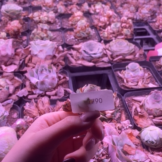 7790玫瑰玫瑰玫瑰