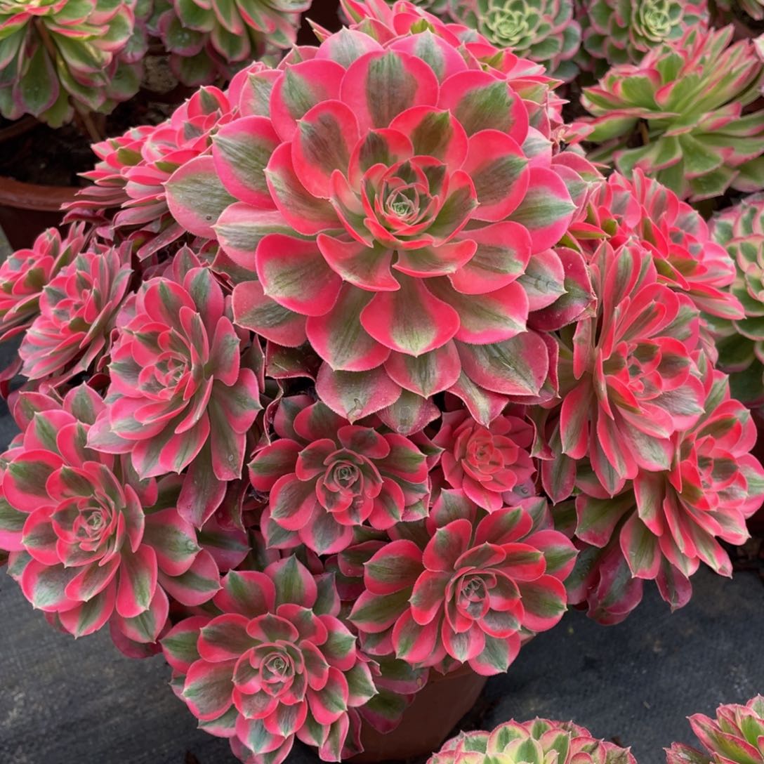 513七彩石精品法师多肉