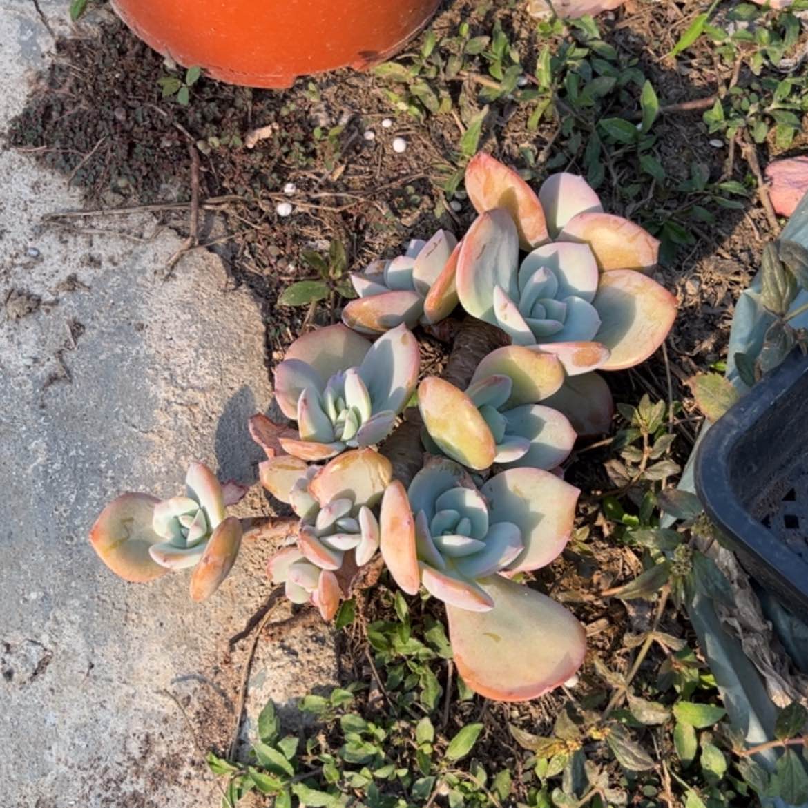 【闪购商品】无花朵奚**家