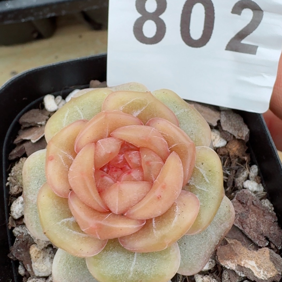 暗香         精品多肉