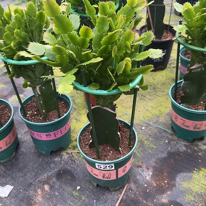 大部分开放少量花苞529嫁接060