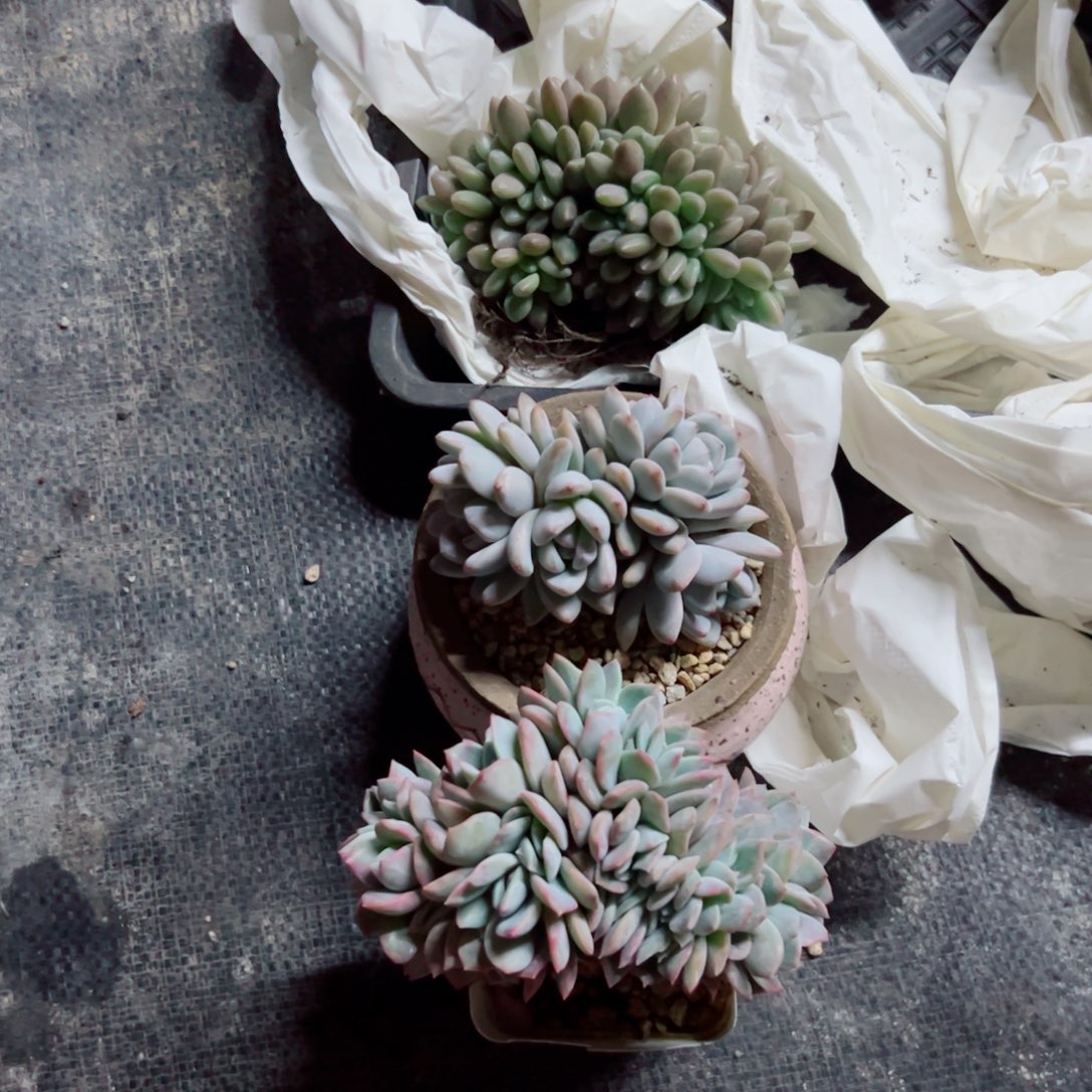 时****✰多肉植物多肉植物