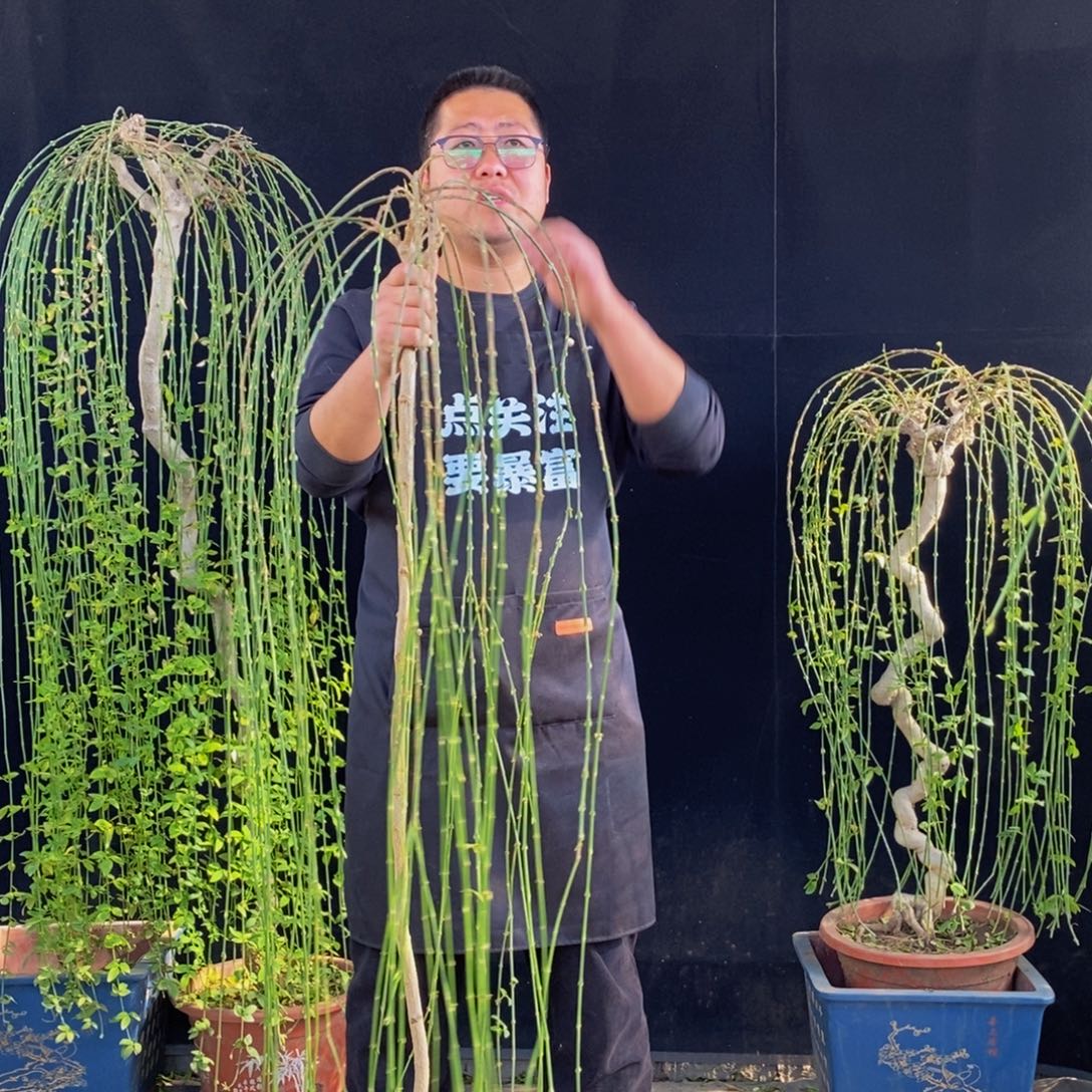 三台迎春，一物一拍，