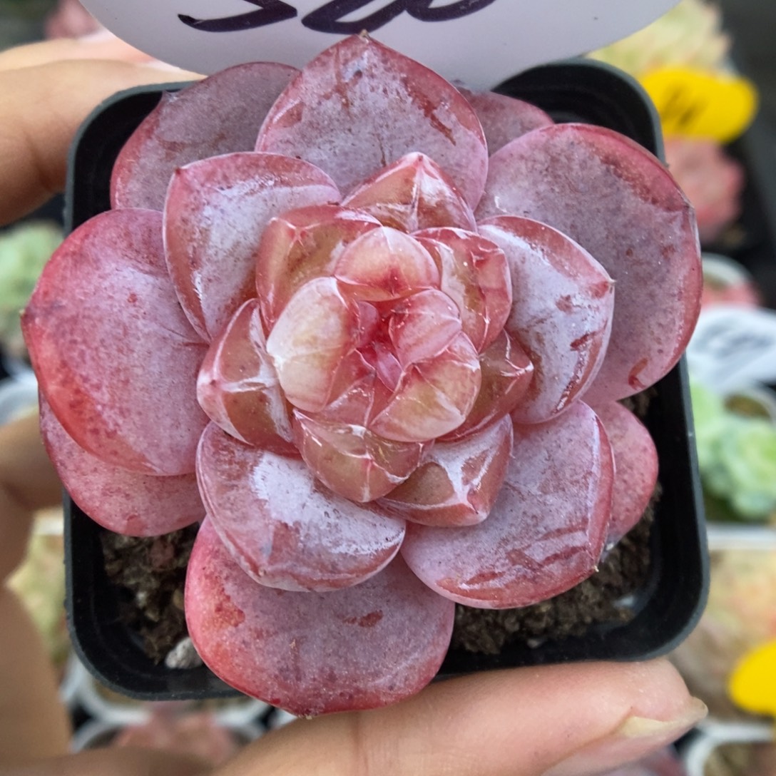 星河可拍520号。       