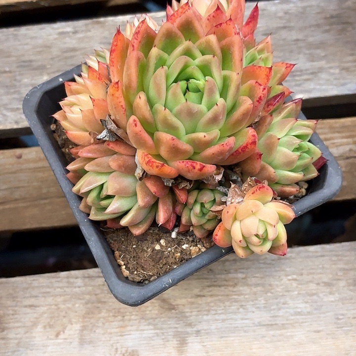 多肉植物，东云杂交