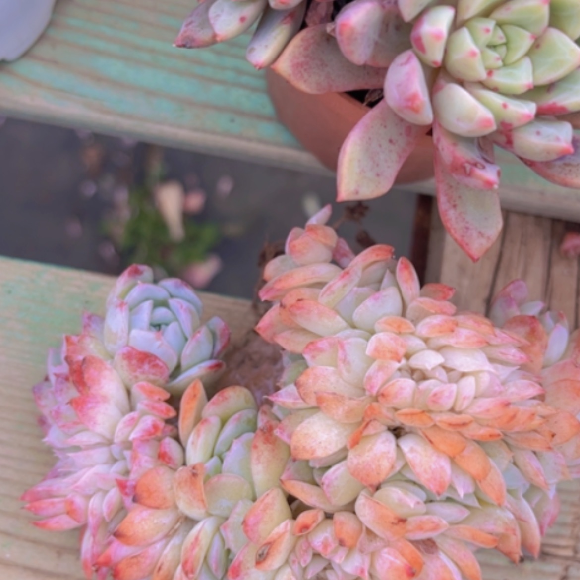 【闪购商品】莎莎缀05175