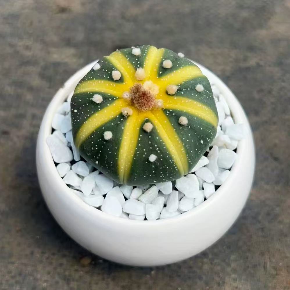 星兜锦仙人球小南瓜多肉植物