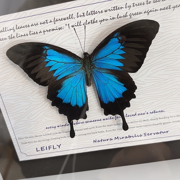 吉***特蝴蝶标本定制167@