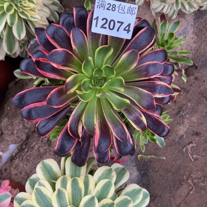 12074欧嘉莉多肉植物