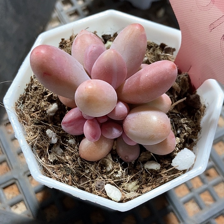 多肉植物手指1815