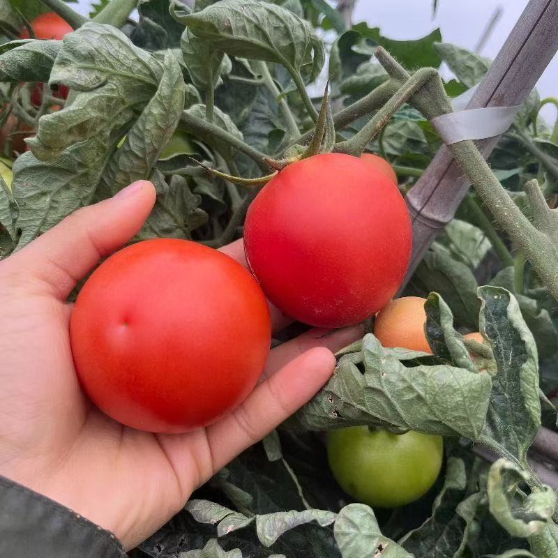 【现摘现发】西红柿番茄农户自种，5斤
