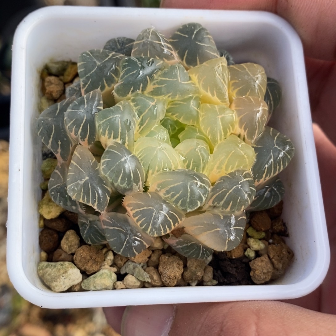 一颗糊斑湖水玉露锦。 