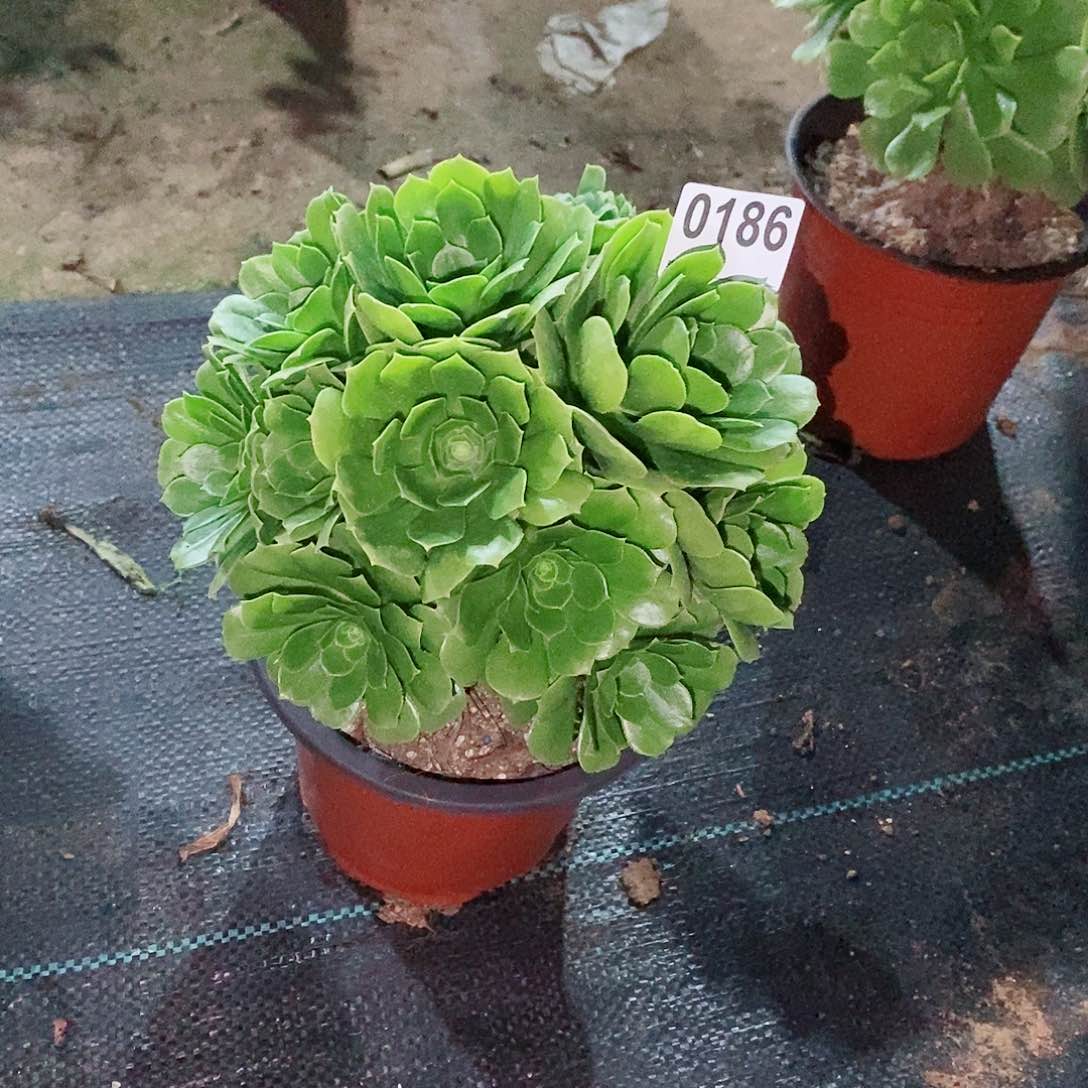 东****园绿杨蓉0186多肉1111