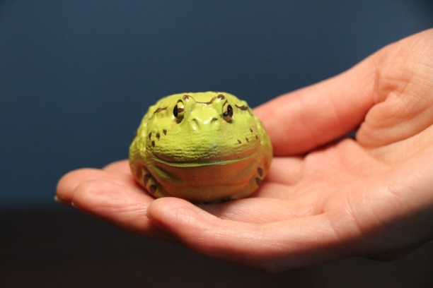 【青蛙林蛙紫砂茶宠】紫砂文玩 手工制作 茶周边 茶摆件 手把件