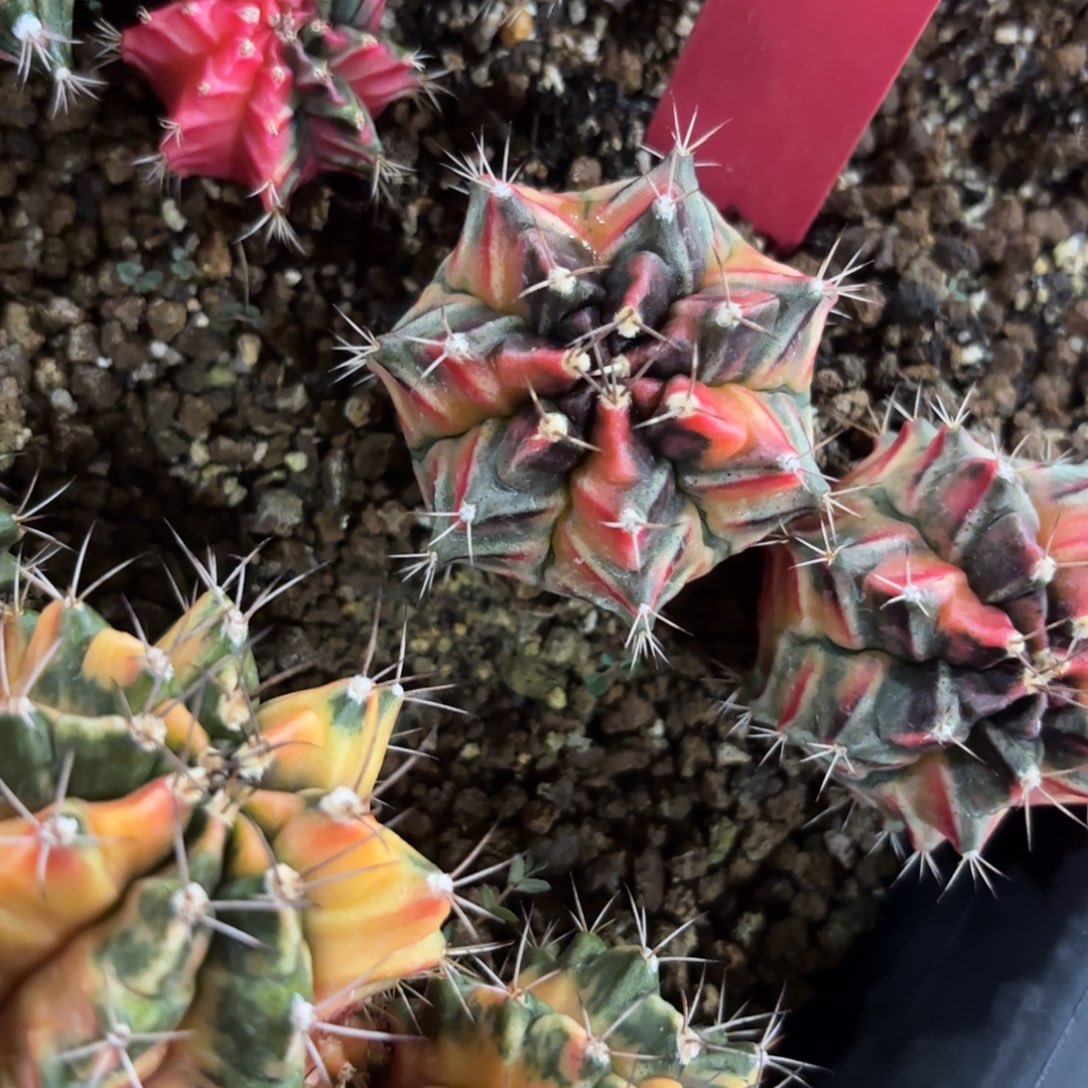 L***n217-1127泰国发货多肉