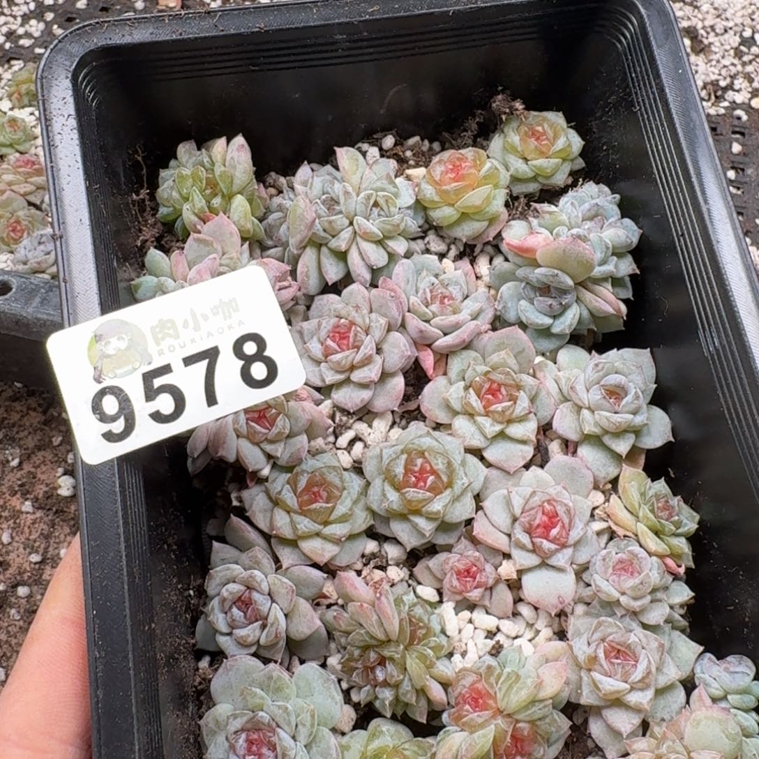 丽***空多肉植物多肉植物