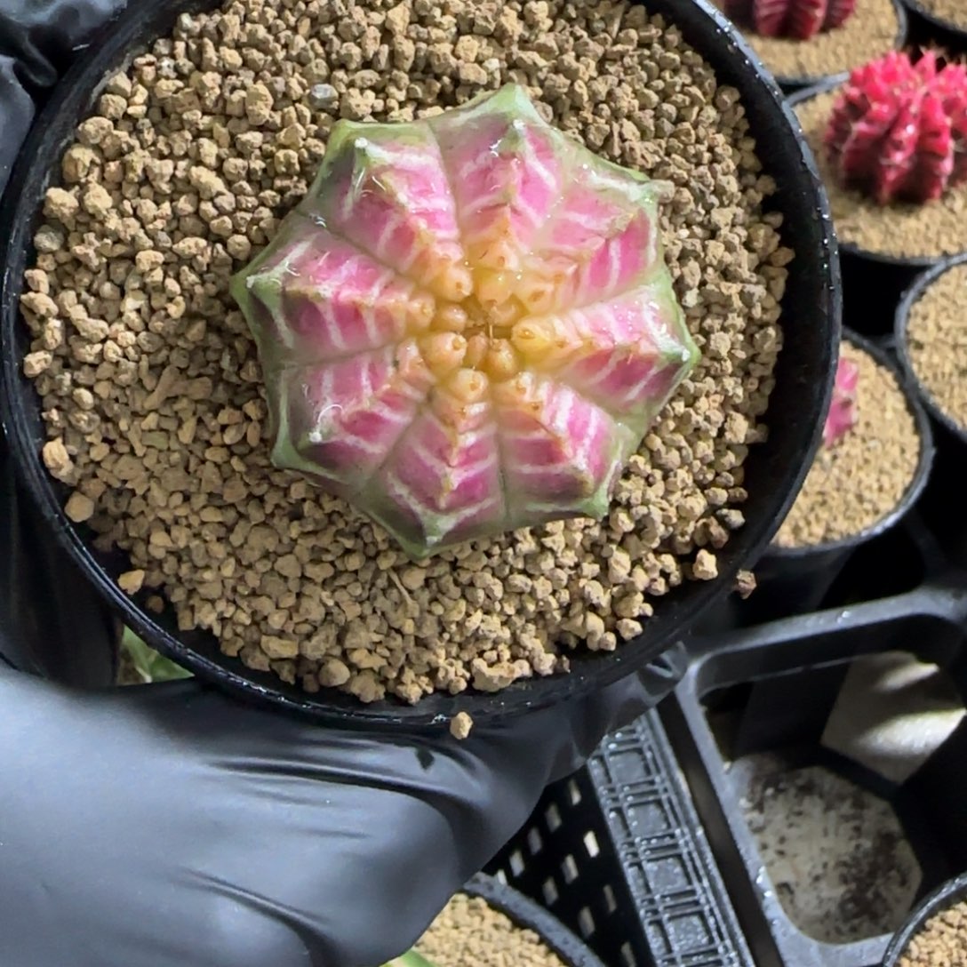 泰系实生轮回带盆土发货