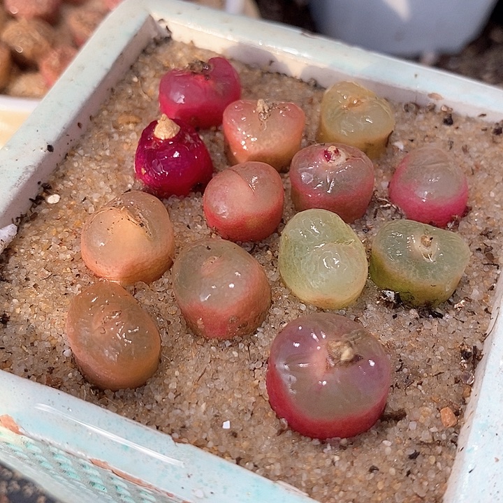 冰魄杂吕红一颗           