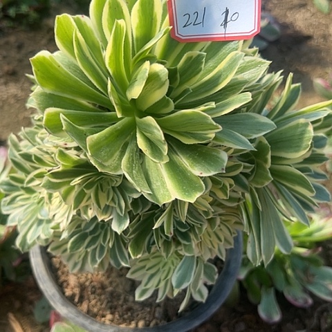 多肉植物金丝221