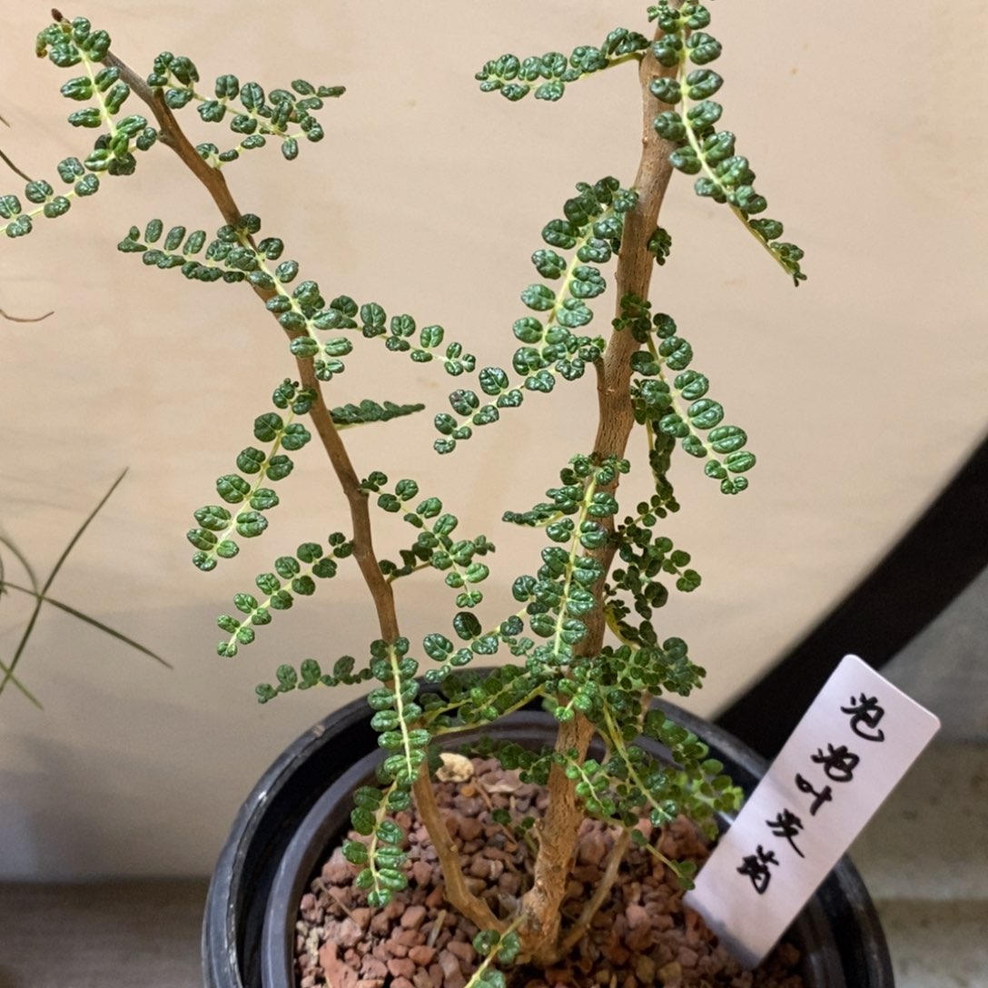 【人气款】泡泡叶没药带盆发货