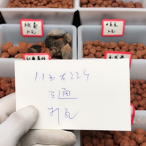 桃核吊坠祥*龙纹桃核的搭配