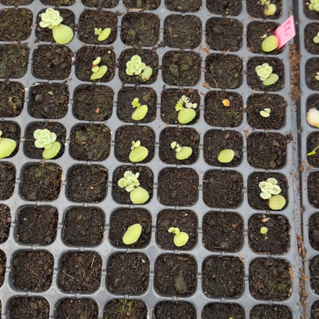 素素穴一个满25包邮