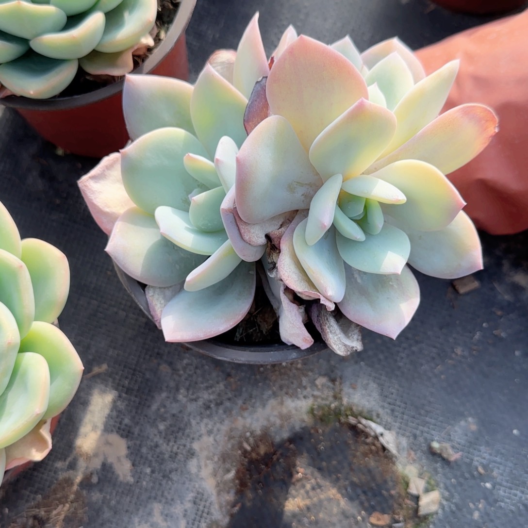 火***山无花朵120奶茶三头火山