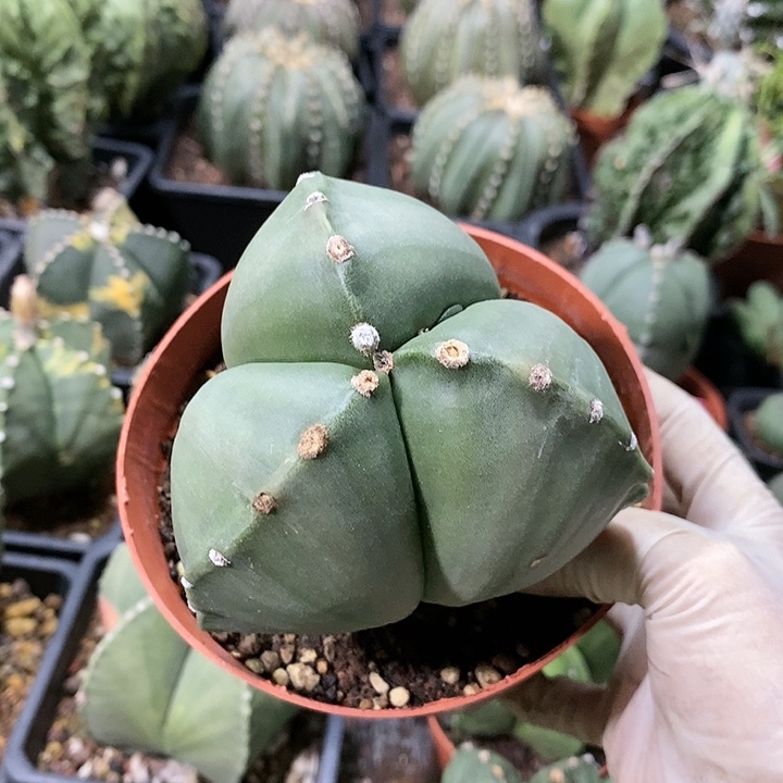 花花草草花花草草