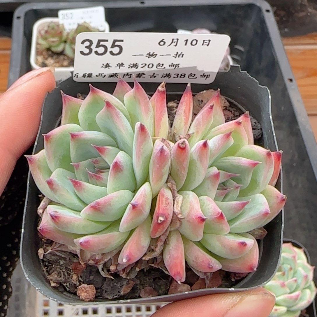 0610-355吉娃娃吉娃娃