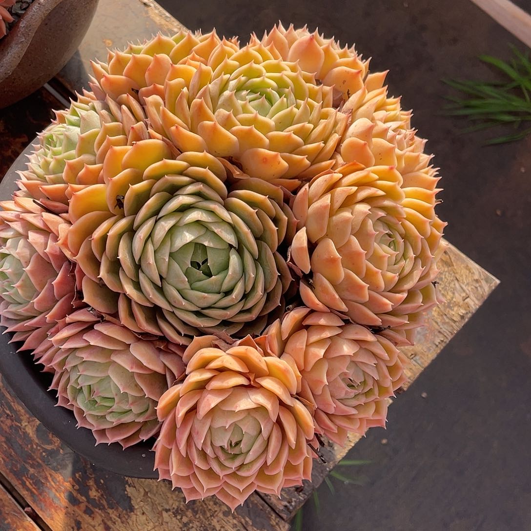 波***妞多肉植物一物一拍