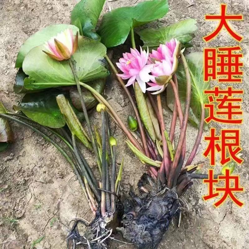 耐寒耐热花园植物