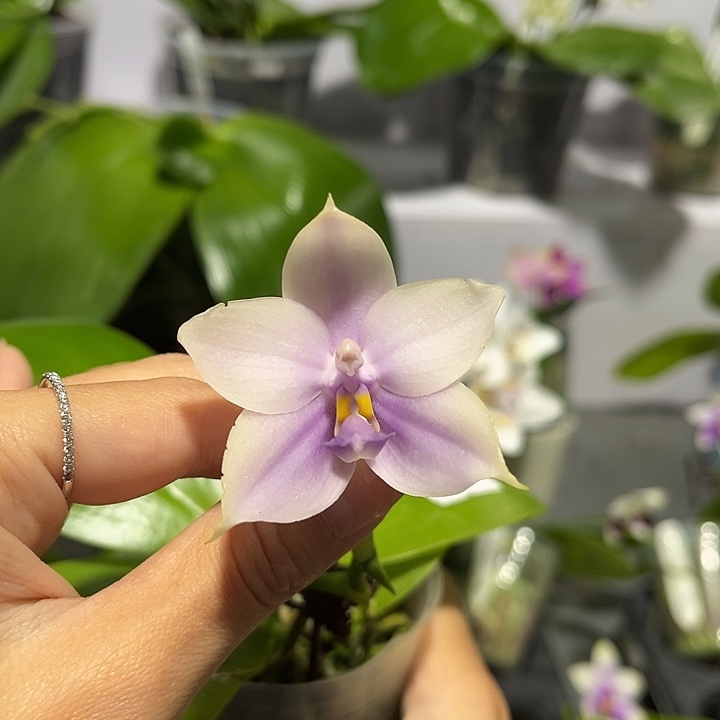 完全开放2.5寸杯B K H2301