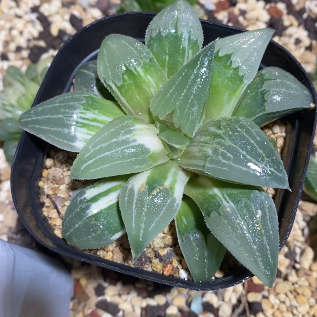 一颗实生磨面寿锦 