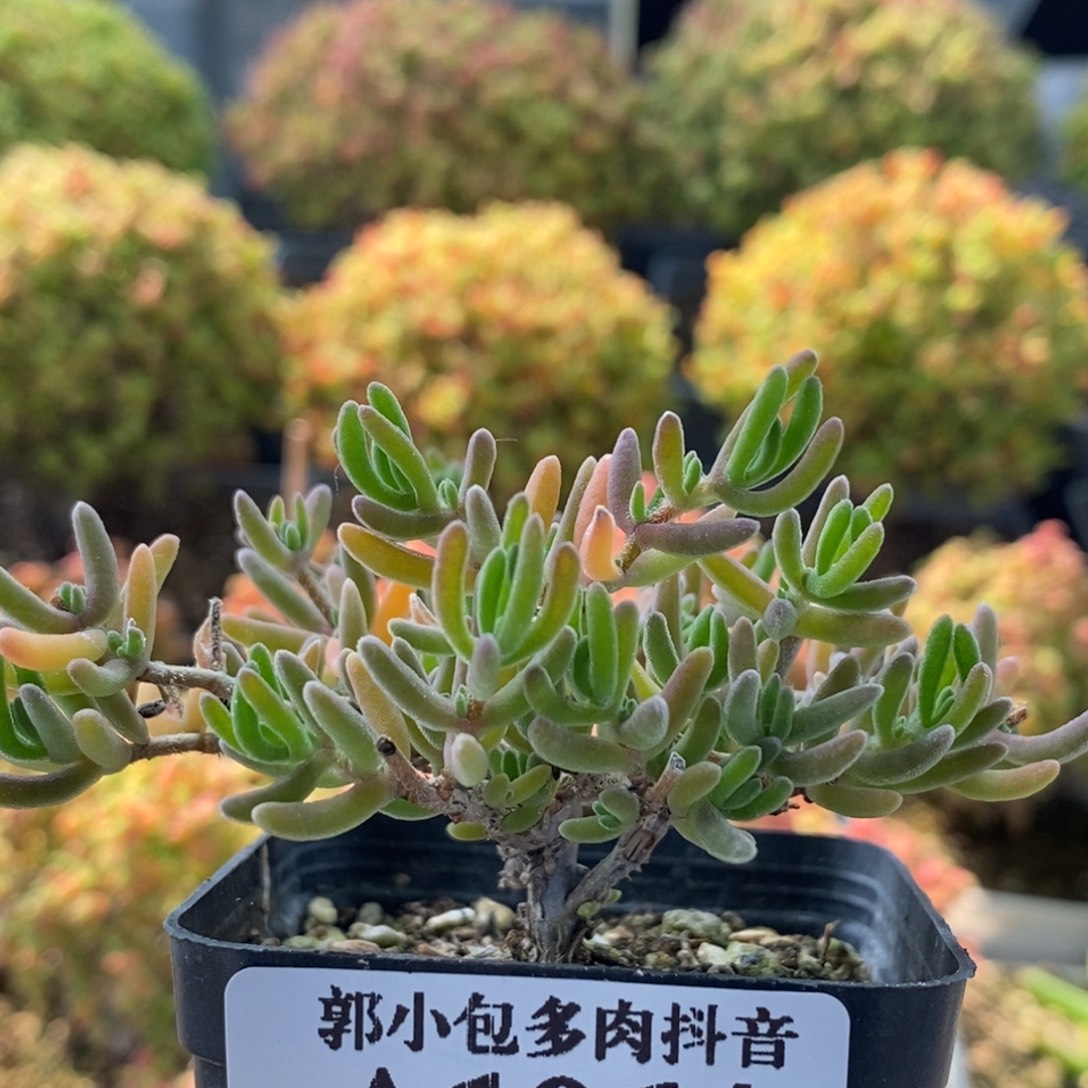 紫金1064枝干番杏